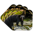 Set of 4 Coasters R74740