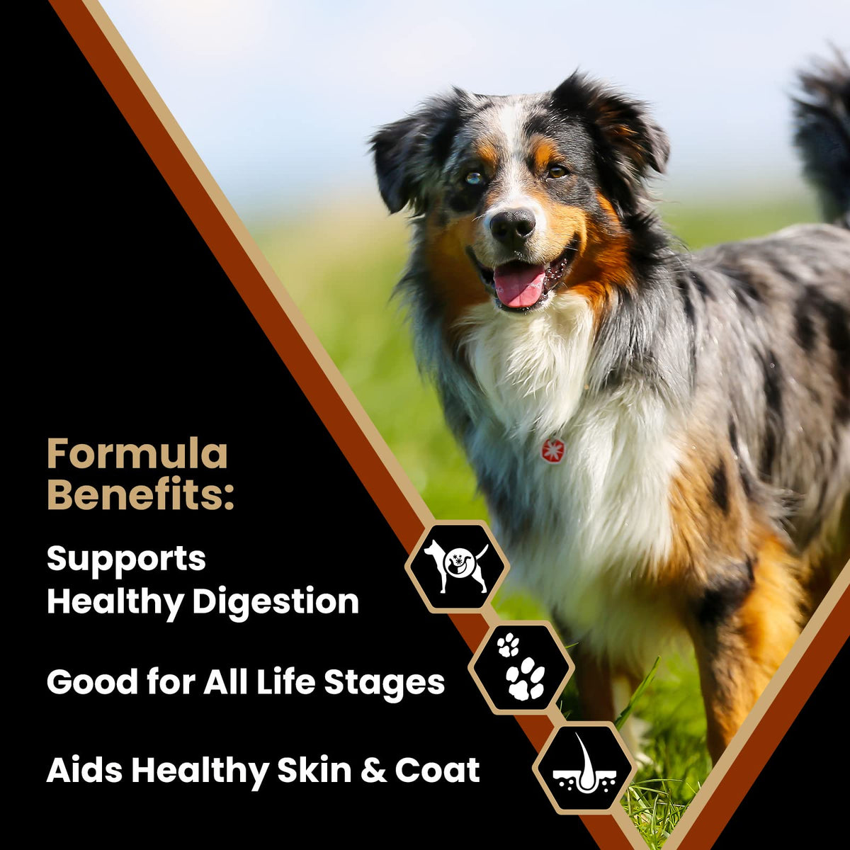Chicken Meal & Brown Rice Formula Dry Dog Food, 40 lb P638220