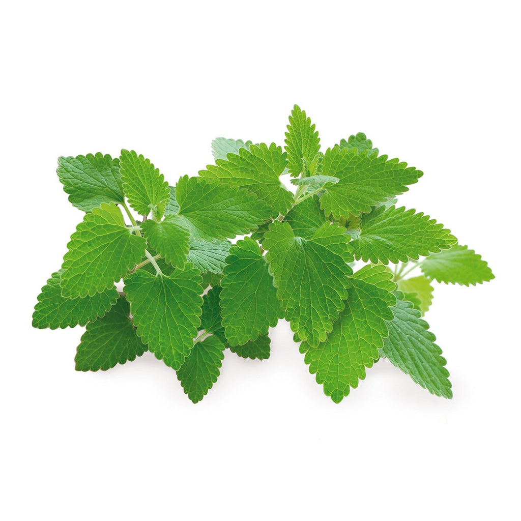 Catnip Plant Pods 3-Pack O916