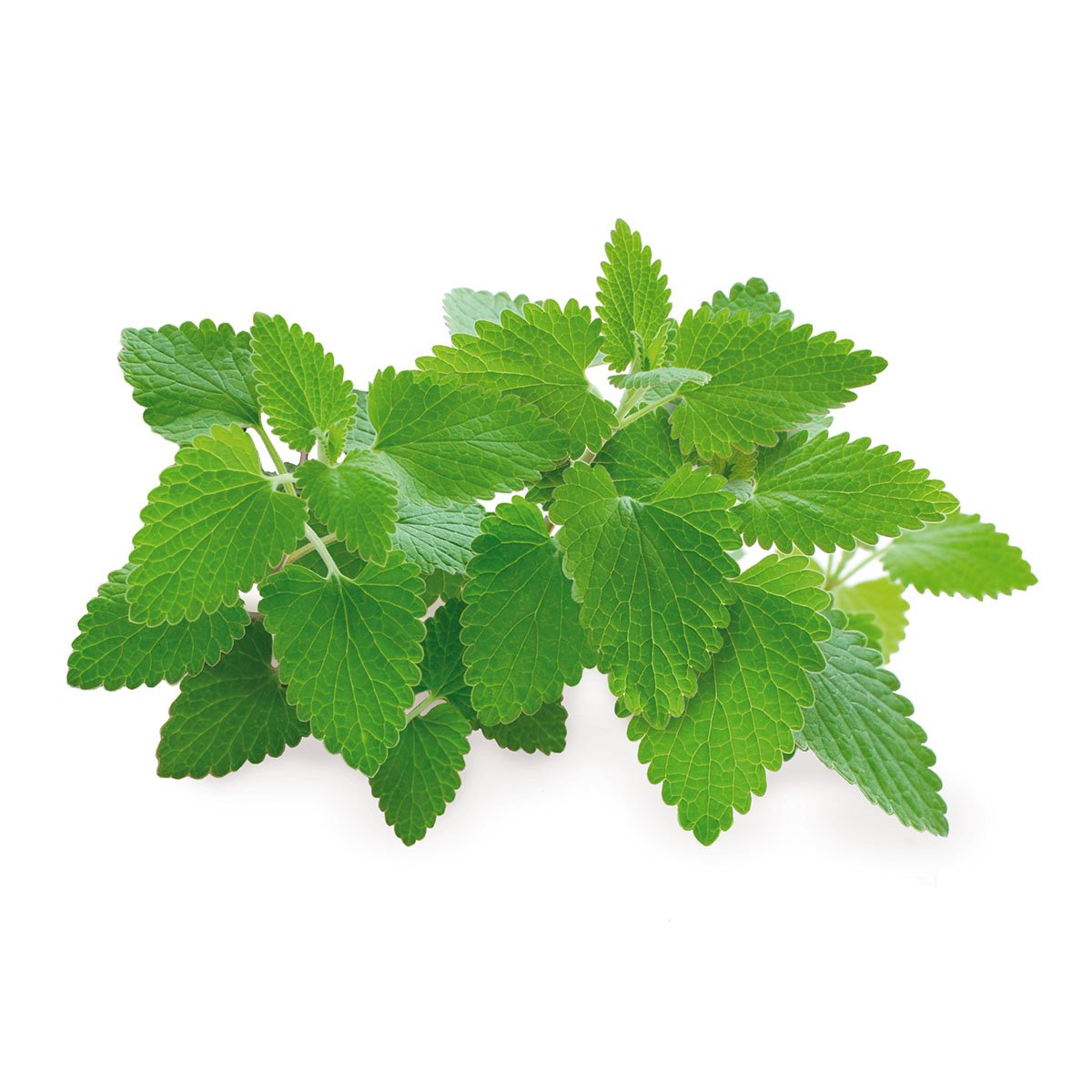 Catnip Plant Pods 3-Pack O916