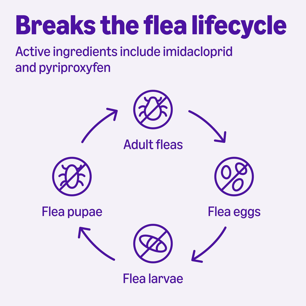 Topical Flea Treatment and Prevention for Large Cats, 6 Count B9776