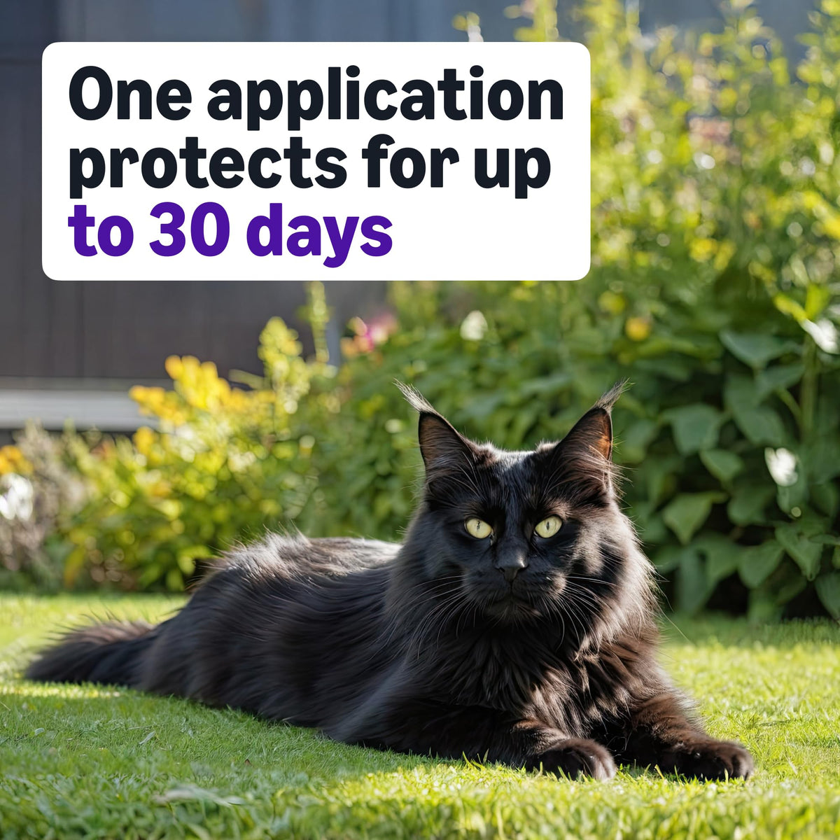 Topical Flea Treatment and Prevention for Large Cats, 6 Count B9776