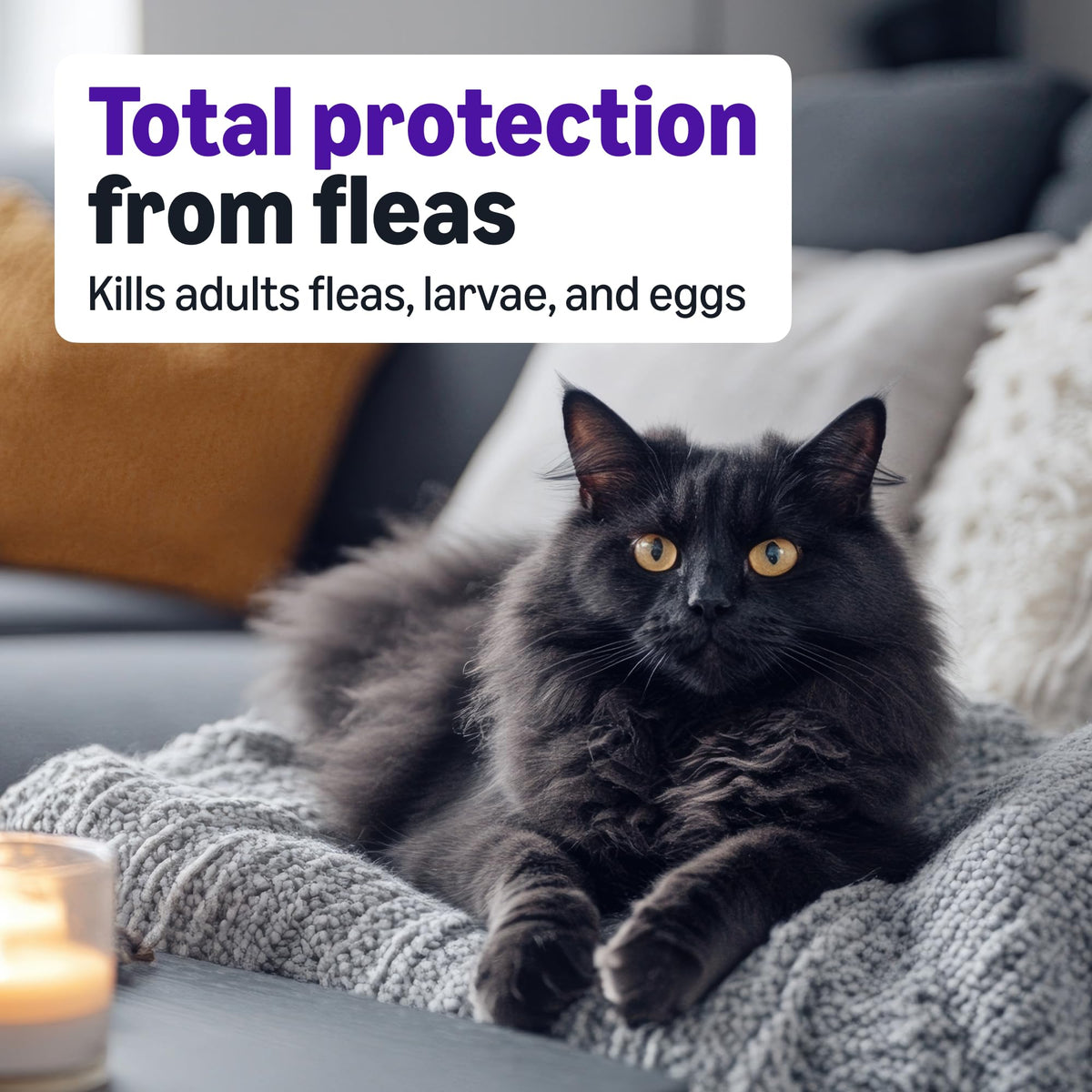 Topical Flea Treatment and Prevention for Large Cats, 6 Count B9776