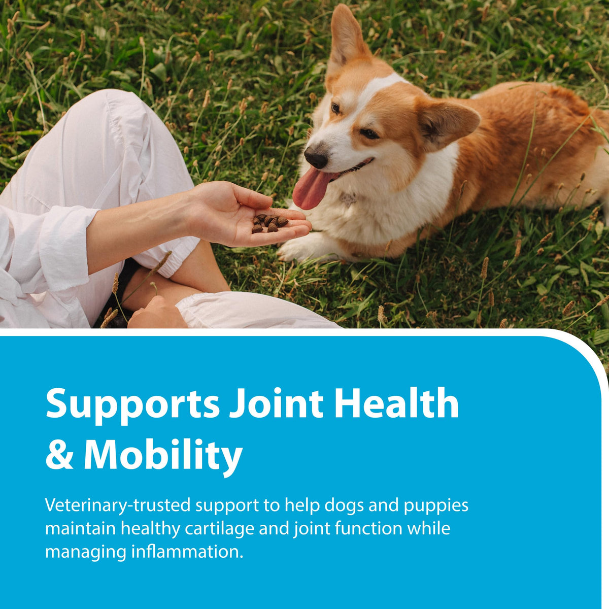 Canine Joint Soft Chews 90 Count R633